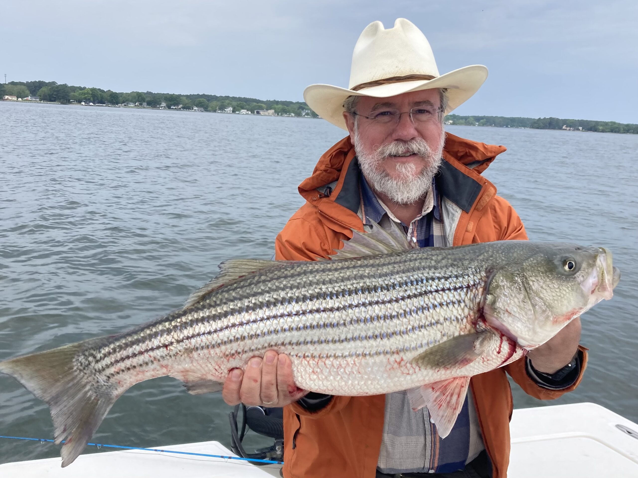 Big Chesapeake Bay Stripers: Using Soft Baits In The Shallows 